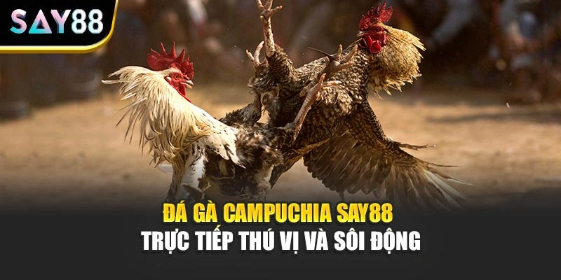 Đá Gà Campuchia Say88 Trực Tiếp Thú Vị Và Sôi Động