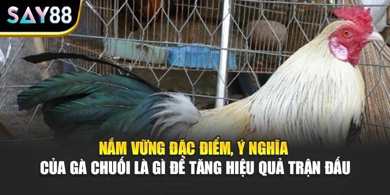 Nắm vững đặc điểm, ý nghĩa của Gà Chuối là gì để tăng hiệu quả trận đấu