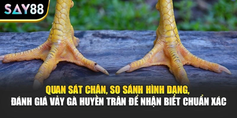 Quan sát chân, so sánh hình dạng, đánh giá vảy gà Huyền Trân để nhận biết chuẩn xác