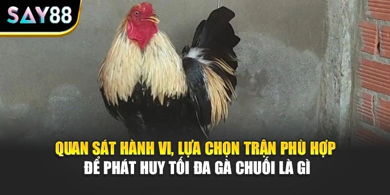 Quan sát hành vi, lựa chọn trận phù hợp để phát huy tối đa Gà Chuối là gì