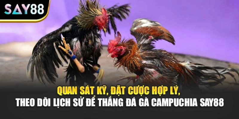 Quan sát kỹ, đặt cược hợp lý, theo dõi lịch sử để thắng đá gà Campuchia Say88