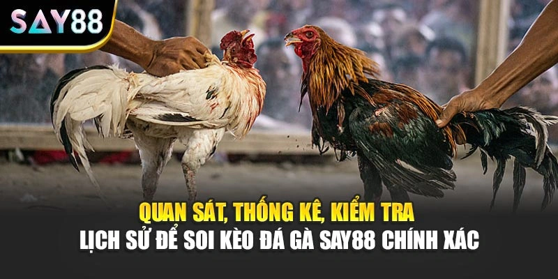 Quan sát, thống kê, kiểm tra lịch sử để soi kèo đá gà Say88 chính xác